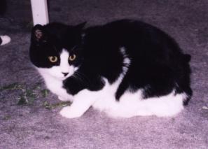 Pixel