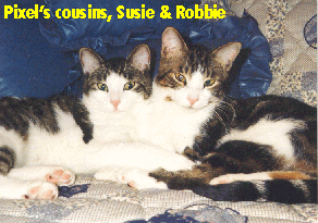 Pixel's cousins live in Texas.