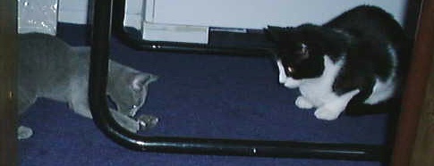 Koshka, Pixel, and a mousetoy.